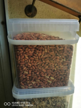 3kg Nüsse Erdnüsse light skin mit roter Schale in eckigen Eimer halbe ganze Vogelfutter Sommer Winter Energie